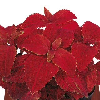 Колеус Суперфайн Рейнбоус Вулкано [1000 шт] - ООО «Семена Тут»