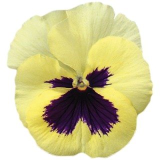 Виола крупноцветковая Экстрада Лемон виз Блотч [100 шт] - ООО «Семена Тут»