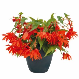 img-0: Бегония Фанки Оранж [1000 драже] - ООО «Семена Тут»