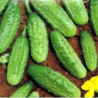 img-0: Огурец Няшка F1 - ООО «Семена Тут»