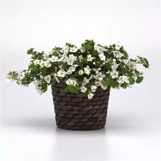 img-2: Бакопа Галактик Мист Блат [100 драже] - ООО «Семена Тут»