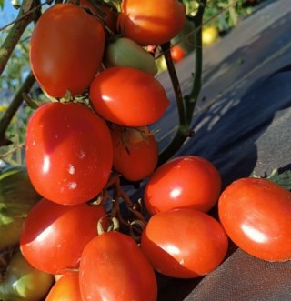 Томат Земляк - ООО «Семена Тут»