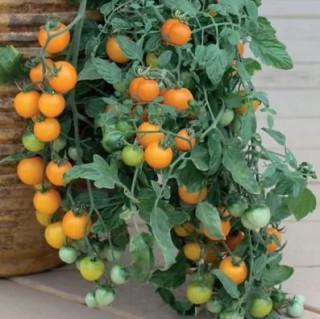 Томат Золотая гроздь - ООО «Семена Тут»