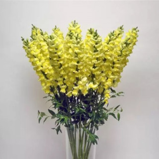 img-1: Львиный зев Потомак (группа 3,4) Эрли Еллоу [1000 шт] - ООО «Семена Тут»